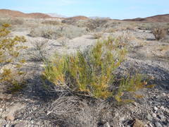 Xylothamia diffusa