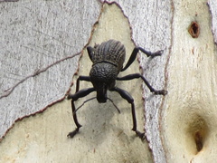 Psapharus infaustus