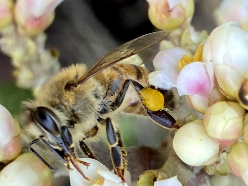iNaturalist observation photo of Western Honey Bee
