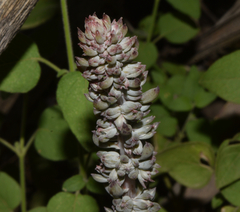 Thompsonella minutiflora