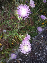 Galactites tomentosus