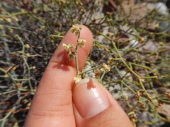 Eriogonum austrinum