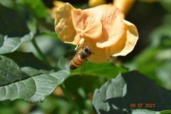 Apis mellifera