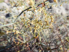 Eriogonum austrinum