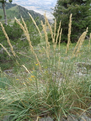 Festuca kingii