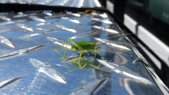 Paracyrtophyllus robustus