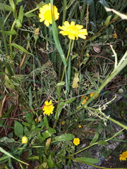 Coleostephus myconis