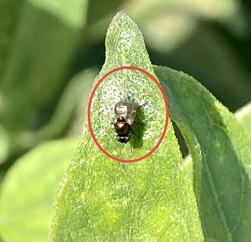 iNaturalist observation photo of Flies