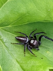 Opisthoncus grassator