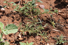 Portulaca filifolia