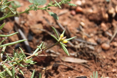 Portulaca filifolia