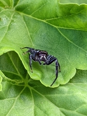 Opisthoncus grassator