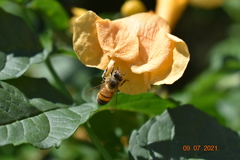 Apis mellifera