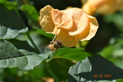 Apis mellifera