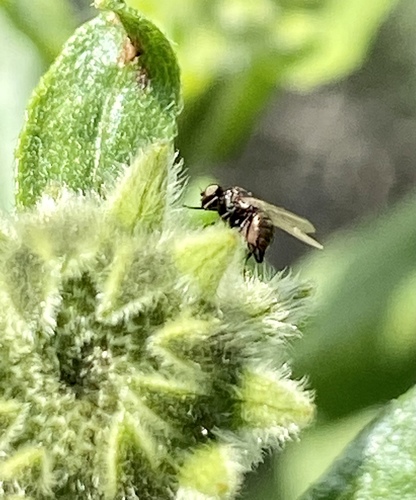 iNaturalist observation photo of Leaf-miner Flies