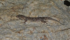 Gehyra dubia