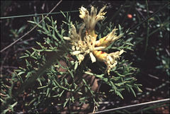 Petrophile striata