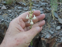 Linaria nivea