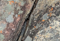 Concinnia brachysoma