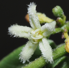 Metastelma schlechtendalii