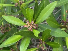 Tristaniopsis exiliflora