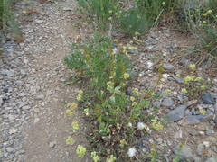 Penstemon cyananthus cyananthus