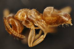 Lasius neglectus