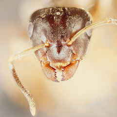 Lasius neglectus