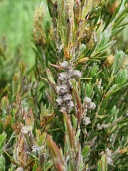 Melaleuca pityoides