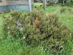 Melaleuca pityoides