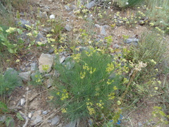 Lomatium graveolens graveolens