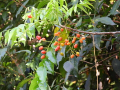 Ganophyllum falcatum