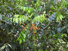 Ganophyllum falcatum