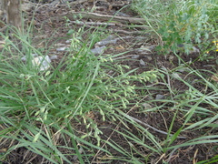 Silene douglasii douglasii