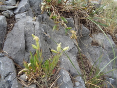 Silene douglasii douglasii