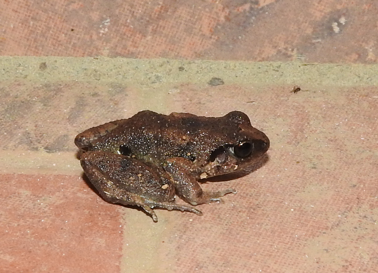 Arthroleptis adelphus Perret, 1966