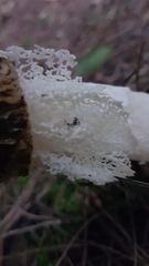 Phallus impudicus togatus