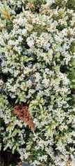 Acrothamnus montanus