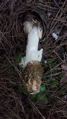 Phallus impudicus togatus