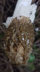 Phallus impudicus togatus