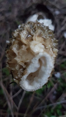 Phallus impudicus togatus
