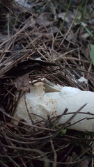 Phallus impudicus togatus