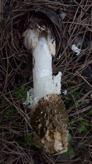 Phallus impudicus togatus