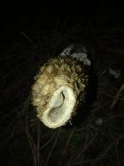 Phallus impudicus togatus