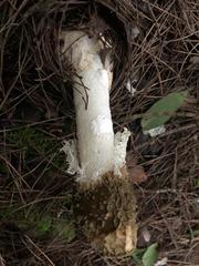 Phallus impudicus togatus