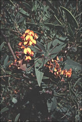 Daviesia cordata