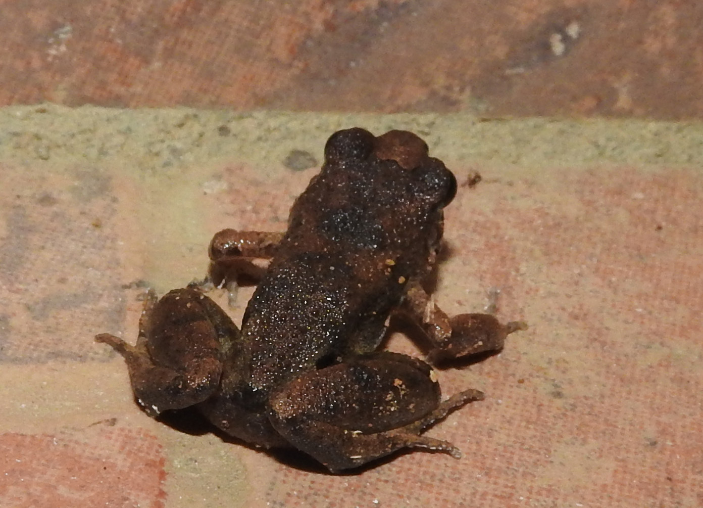 Arthroleptis adelphus Perret, 1966