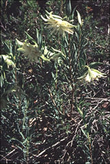 Pimelea suaveolens