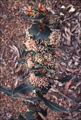 Hakea amplexicaulis