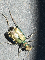 Cicindela decemnotata